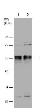 Anti-RUNX1 / AML1 antibody(AB229482)