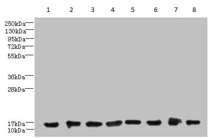 Cotl1 Antibody Ab235833  Western Blot Img7580