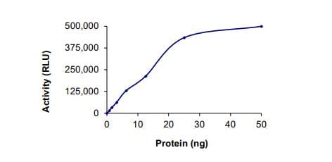 Recombinant human Met (c-Met) (mutated K1094Y) protein (Active)(AB268769)