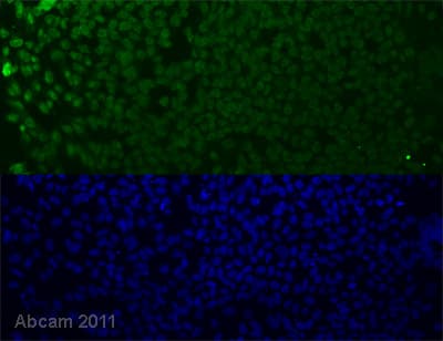 Recombinant mouse Wnt3a protein(AB81484)