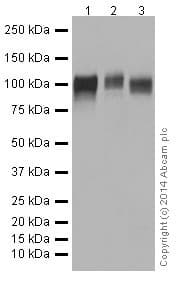 Anti-LAMP2A antibody [EPR4207(2)] - Lysosome Marker(AB125068)