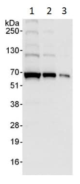 Anti-eIF2A antibody(AB264254)