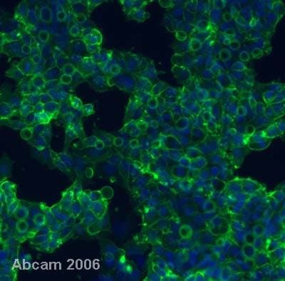 Embryonic Stem Cell Marker Panel (Human: Oct4, Nanog, Tra-1-60 (R), SOX2, SSEA4)(AB109884)