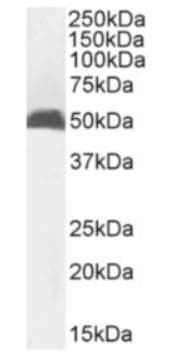 Anti-MHC class I antibody [R1-21.2](AB281904)