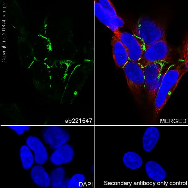 Anti-ZO1 tight junction protein antibody [EPR19945-296](AB221547)