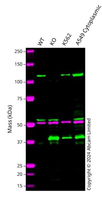 Anti-PMS1 antibody [EPR27158-78](AB315798)