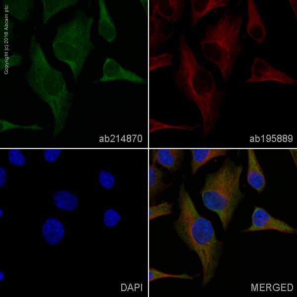 Alexa Fluor 488 Irs2 Antibody Epr9042 Ab214870  Immunocytochemistry Immunofluorescence Img71541