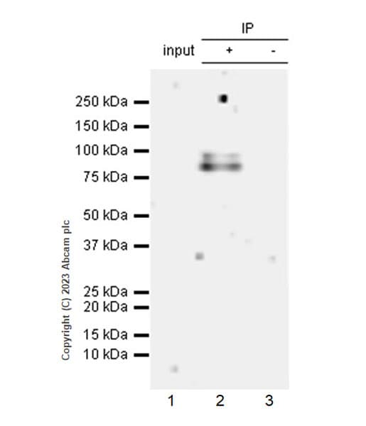 Anti-DNA Ligase III/LIG3 antibody [EPR27265-44](AB313374)