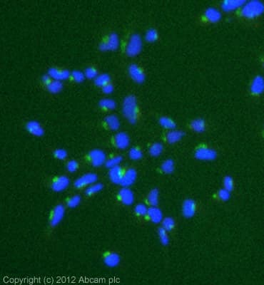 Anti-Giantin antibody [9B6] - Golgi Marker(AB37266)
