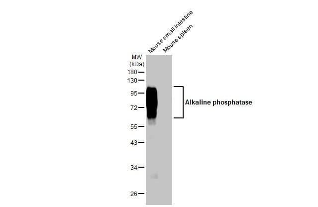 Anti-Alkaline phosphatase antibody [HL1267](ab308353)