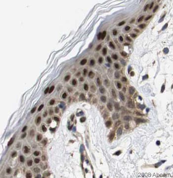 Anti-Sumo 2 + Sumo 3 antibody(AB3742)