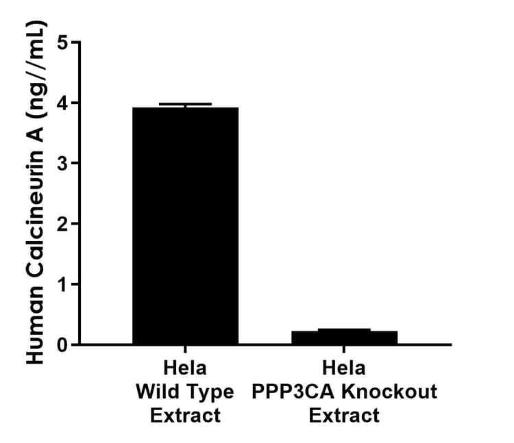 Anti-Calcineurin A antibody [EPR26649-78] - BSA and Azide free (Detector)(AB315410)