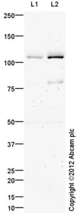 Goat Rabbit Igg H L Hrp Preadsorbed Ab97080  Western Blot Img72808