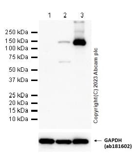 Anti-iNOS antibody [RM1017](AB283655)