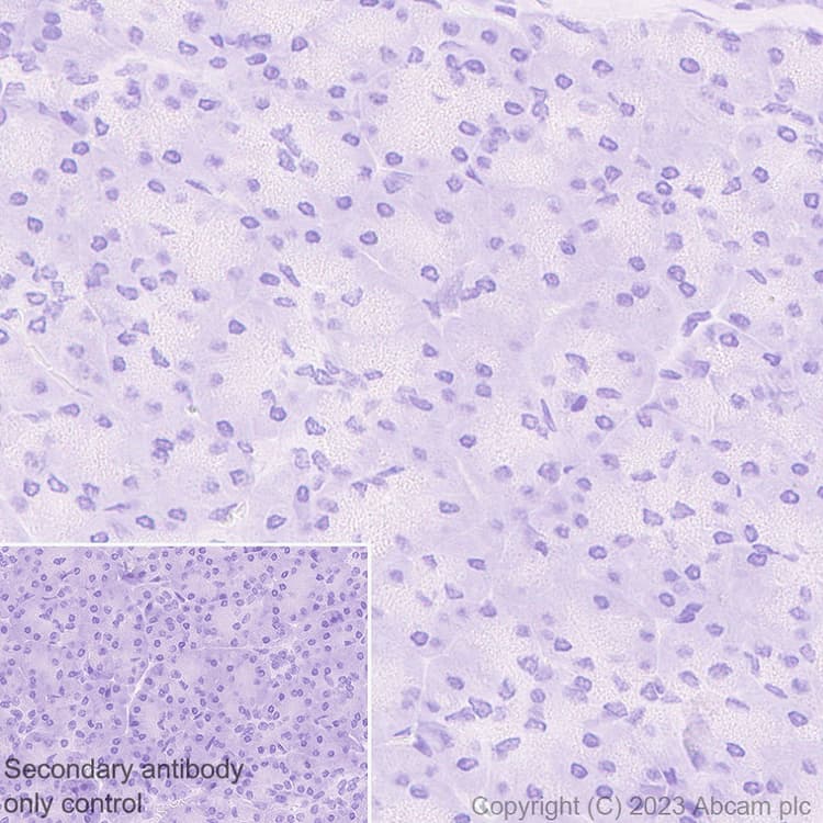 Anti-MARCO antibody [EPR26935-11] - BSA and Azide free(AB314647)