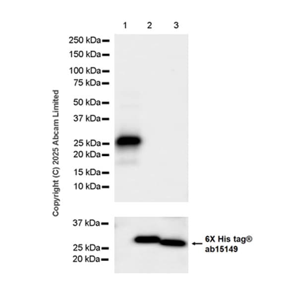 Anti-6X His tag® antibody [AD1.1.10](AB15149)
