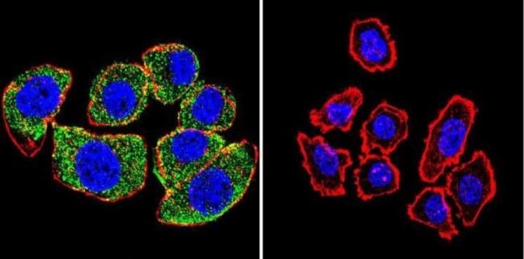 Anti-Hsp70 antibody [5A5](AB2787)