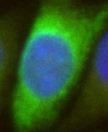 Anti-HA tag antibody [12CA5](AB1424)