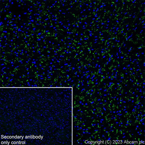 Anti-Connexin 43 / GJA1 antibody [RM1071] - BSA and Azide free(AB314909)