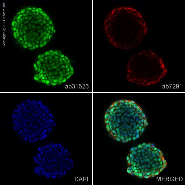 Sall1 Antibody Ab31526  Immunocytochemistry Immunofluorescence Img175243