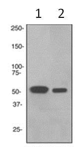 Anti-RGS9 antibody [EPR2873] - BSA and Azide free(AB247728)