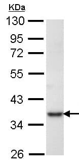 Prps1 Antibody Ab137577  Western Blot Img88053