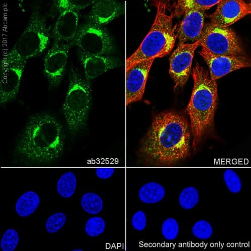Anti-S6K1 antibody [E343] - BSA and Azide free(AB203558)