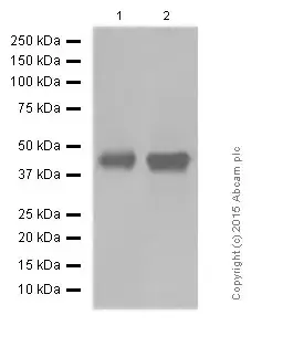 Anti-HLA A antibody [EP1395Y](AB52922)