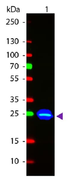 Recombinant A. victoria GFP protein(ab84191)