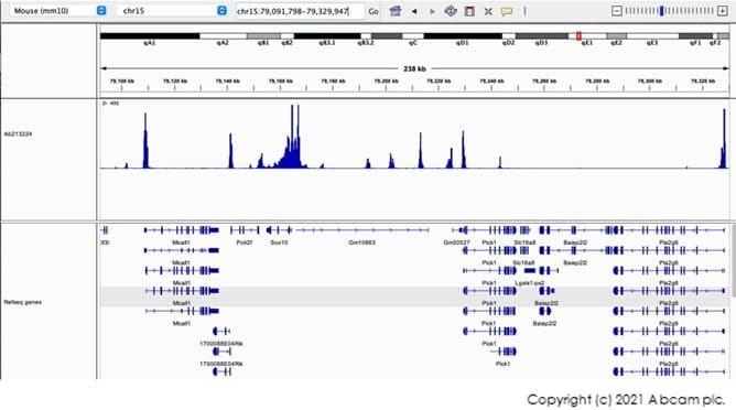 Anti-Histone H3 (tri methyl K4) antibody [EPR20551-225] - ChIP Grade(AB213224)