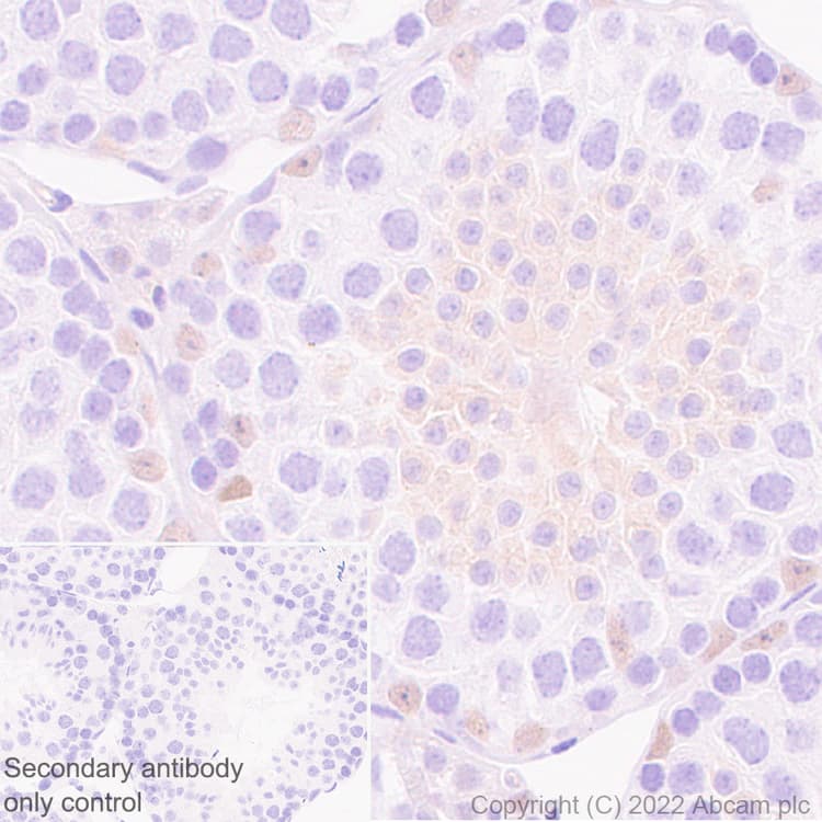 Anti-GATA1 antibody [EPR26488-109](AB300613)