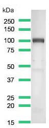 Cd276 Antibody Sp206 Ab227670  Western Blot Img136679