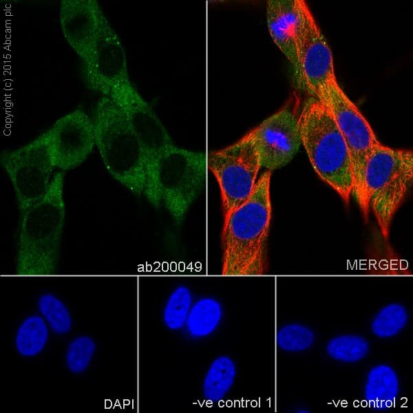 Anti-Aldolase+Aldolase C antibody [EPR19355] - BSA and Azide free(AB251296)