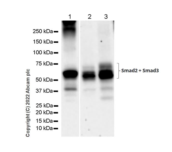 Smad2 Smad3 Antibody 18 Smad2 3 Bsa And Azide Free Ab305326  Western Blot Img406158