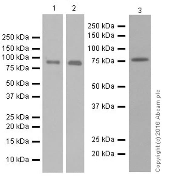 Anti-Mitofusin 2 antibody [EPR19796] - BSA and Azide free(AB251422)