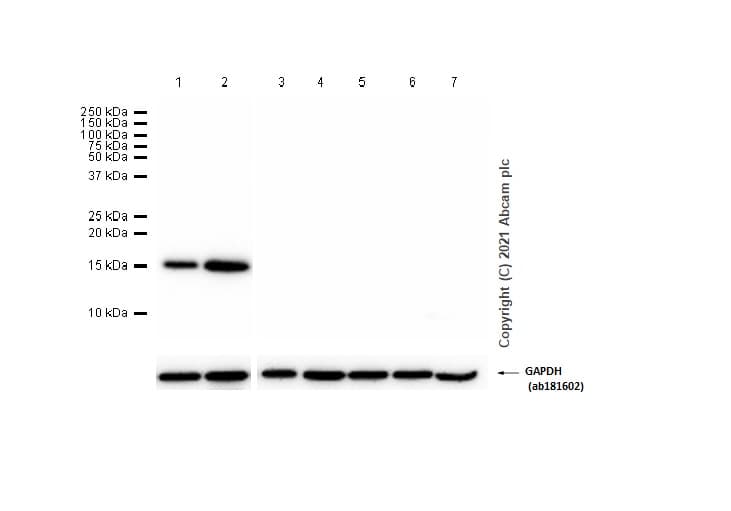 C1d Antibody Epr11122 Ab166897  Western Blot Img168586