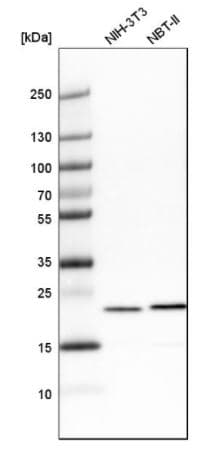 Tagln2 Antibody Ab121146  Western Blot Img83747