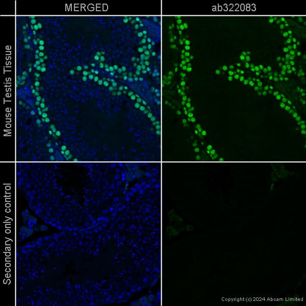 Goat Anti-Chicken IgY H&L (Alexa Fluor® 488) preadsorbed(AB150173)