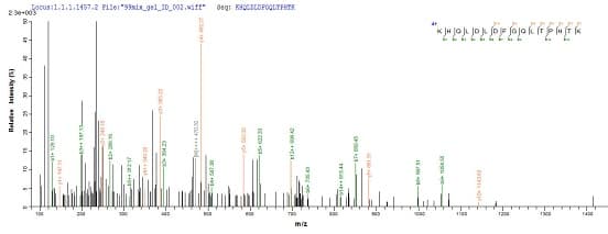 Recombinant EBV gp340/220 Envelope Protein (Tagged)(ab237750)
