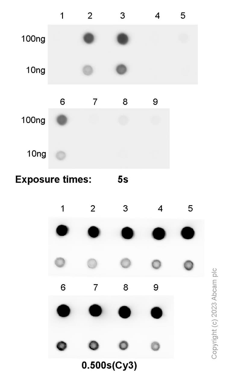 Anti-N6-methyladenosine (m6A) antibody [EPXVJ-1-2](AB314476)