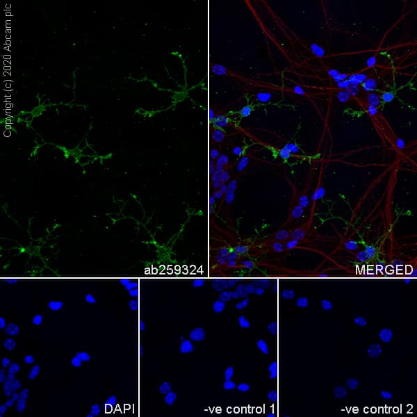 Anti-NG2 antibody [EPR23752-147] - BSA and Azide free(AB275041)