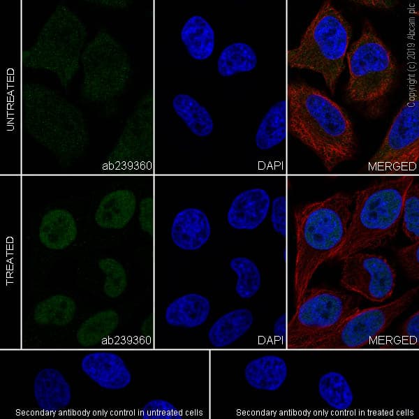 Stat1 Antibody Epr23049 111 Bsa And Azide Free Ab263866  Immunocytochemistry Immunofluorescence Img29631