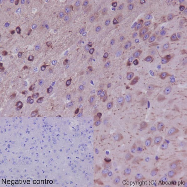 Anti-beta IV Tubulin antibody [EPR16775] - BSA and Azide free(AB250103)