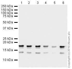 Anti-Histone H3 (tri methyl K36) antibody - ChIP Grade(ab9050)