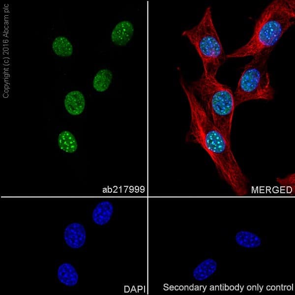 Anti-HP1 gamma/CBX3 antibody [EPR19802] - BSA and Azide free(AB223535)