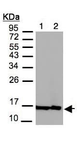 Anti-Histone H2A.Z antibody - ChIP Grade(ab97966)