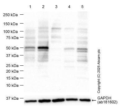 P53 Antibody Epr20416 124 Bsa And Azide Free Ab252388  Western Blot Img448769
