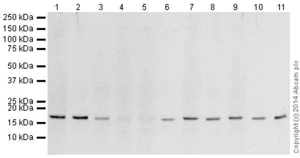 Human Histone H3 (di methyl K9) peptide(AB1772)