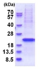 Recombinant Human YIF1B protein (denatured)(AB180309)