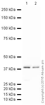 Hrp Gnai2 Antibody Epr9469 Ab205782  Western Blot Img73216